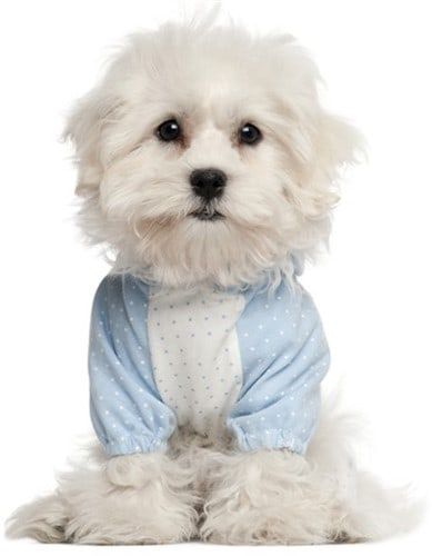 Maltese dog